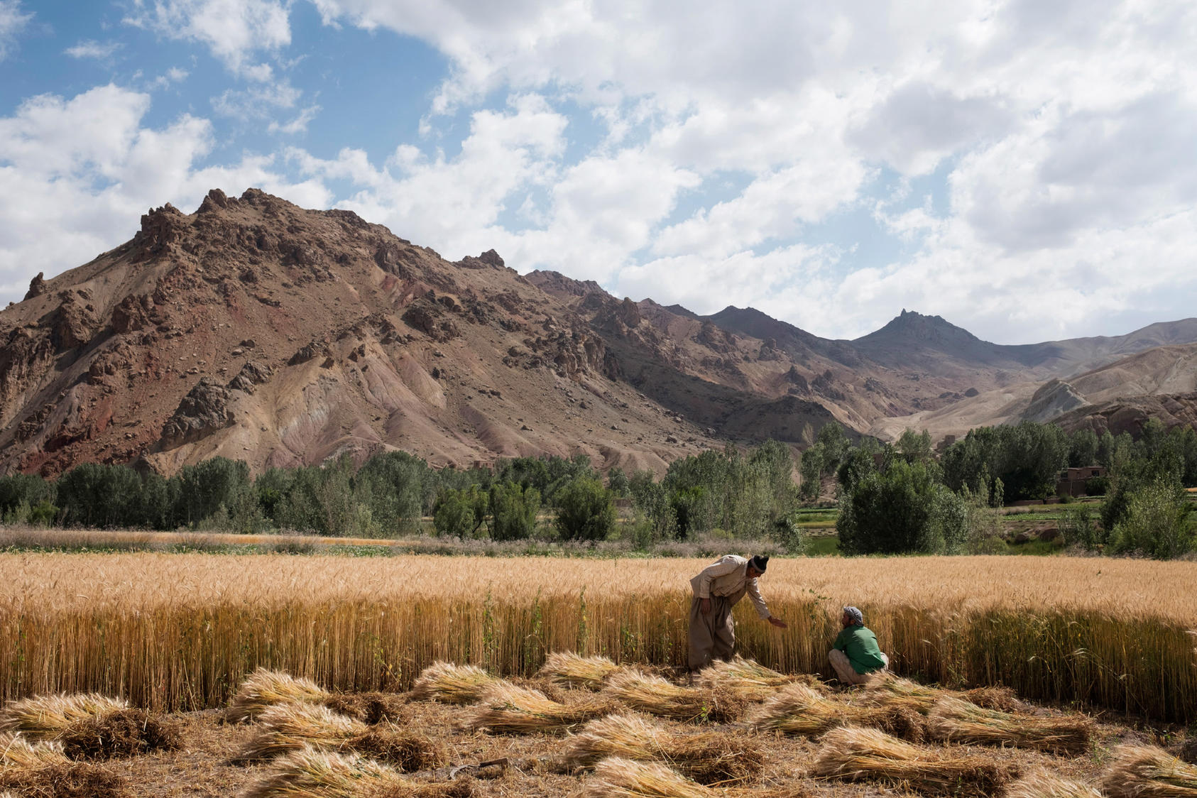 Farmers working in a field in the Shibar Valley, July 2016. The farmers’ unions in Afghanistan have helped ensure a more reliable and diverse food supply in an often famine-struck region, while also empowering its female leadership. Photo Courtesy of The New York Times/Adam Ferguson