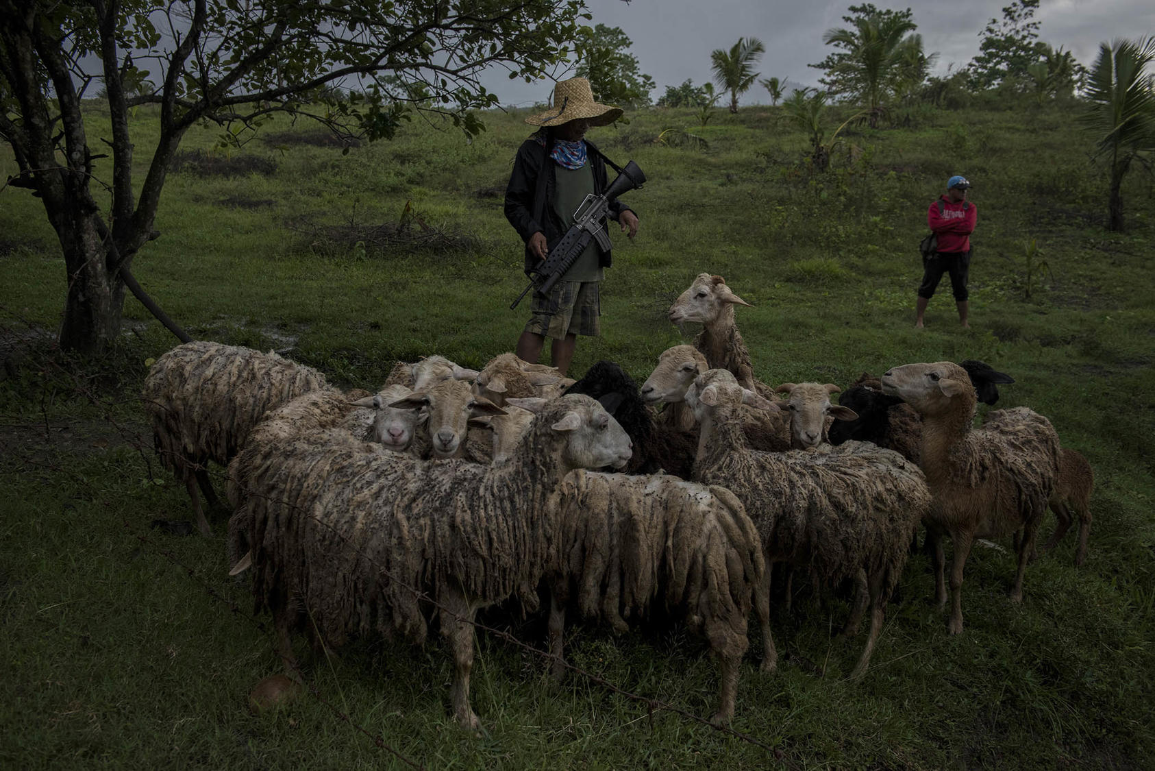 Commander Asiong, the self-appointed spokesman of Red God’s Army, a Christian militia unit, tends to his sheep in Kauran, Philippines, Sept. 19, 2017. (Jes Aznar/The New York Times)