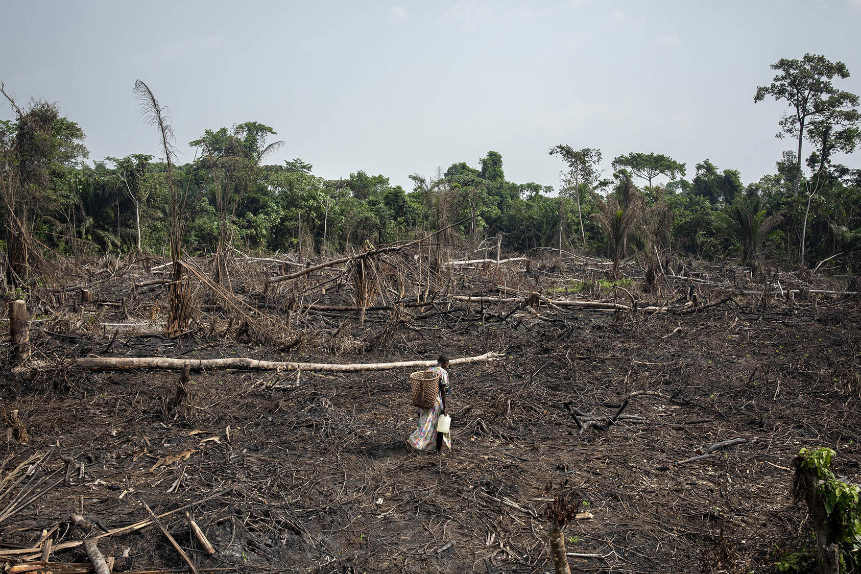A man collects scrap wood from property that had been burned to clear for farmland, in Mbandaka, Democratic Republic of Congo. March 15, 2022. (Ashley Gilbertson/The New York Times)
