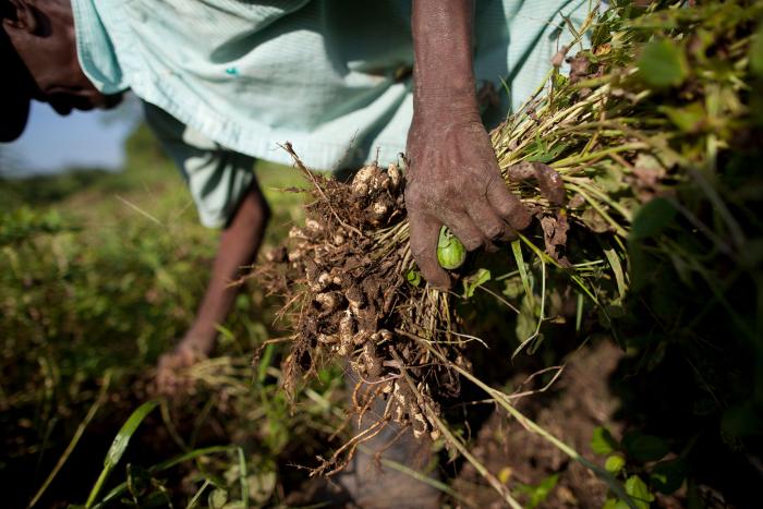 Joseph Saintfelis harvests peanuts that will be used in the production of Nourimanba, a peanut butter used to fight Haitian malnutrition, near Cange, Haiti, Oct. 27, 2011 (Ben Depp/The New York Times)