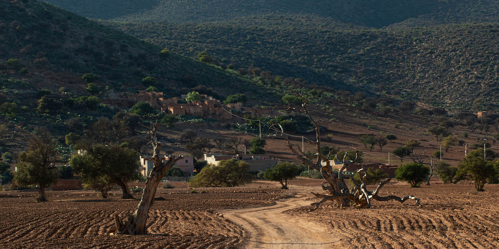 Argan trees dot fields plowed for winter planting in Morocco’s Tiznit province. Climate change and rising water use are worsening water scarcity, especially in the Maghreb, as Morocco boosts irrigation and food production to reduce hunger. (Aisha Rupert)