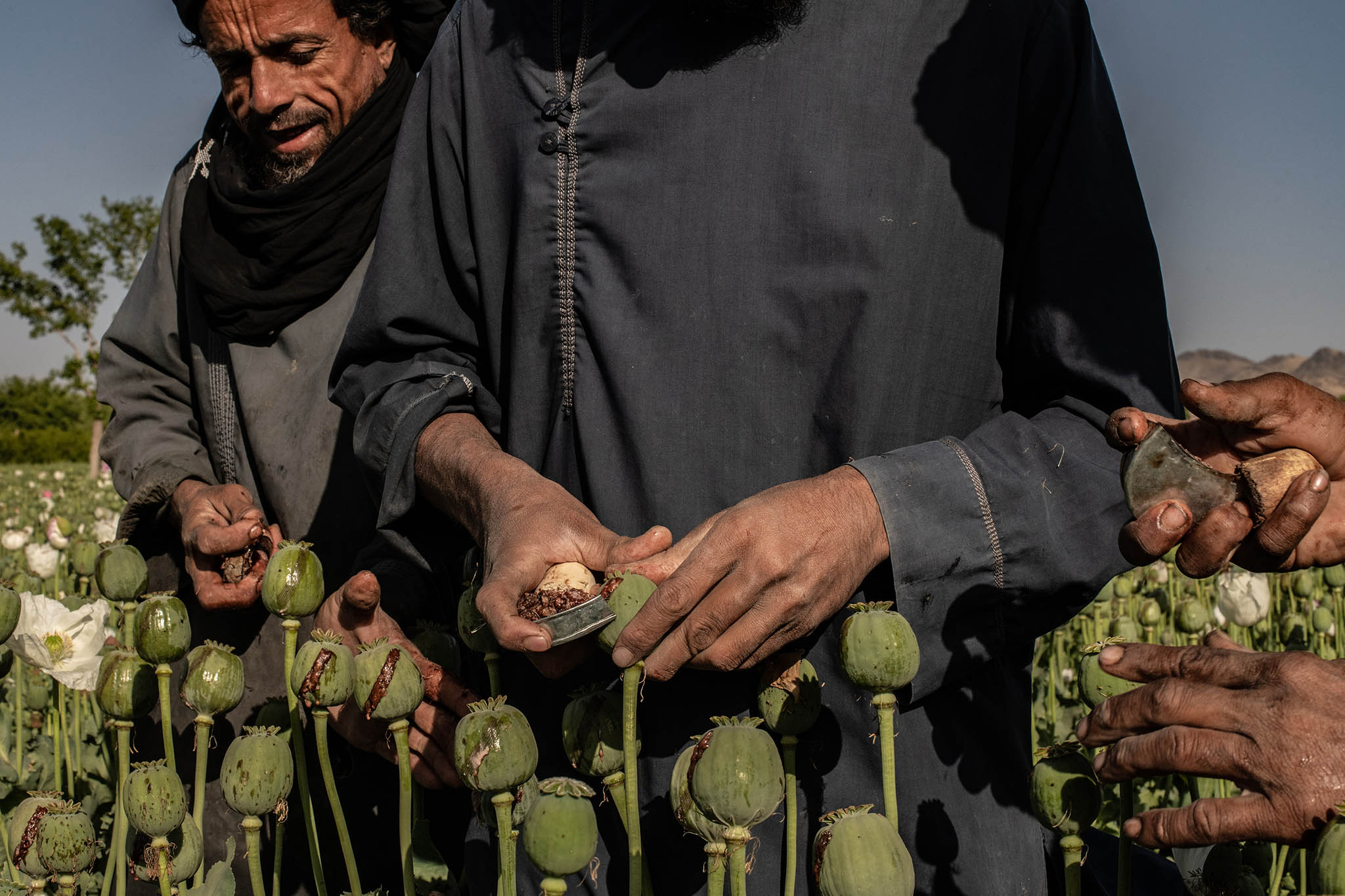 Farmers scrape opium from poppy bulbs during the spring harvest in Kandahar, Afghanistan, April 4, 2022. The Taliban have outlawed the multibillion-dollar opium trade. (Bryan Denton/The New York Times)