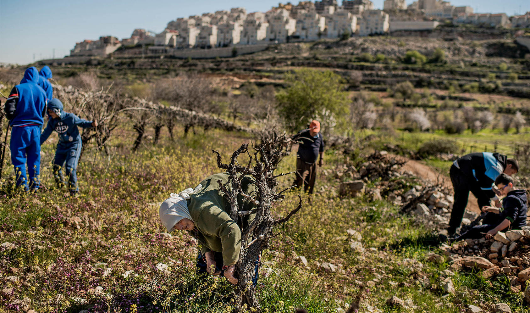 Palestinians work in a vineyard next to an Israeli settlement. Israel says it plans to annex lands amounting to as much as 30 percent of the West Bank, raising new fears of destabilization or violence in the conflict. (Tomas Munita/The New York Times)