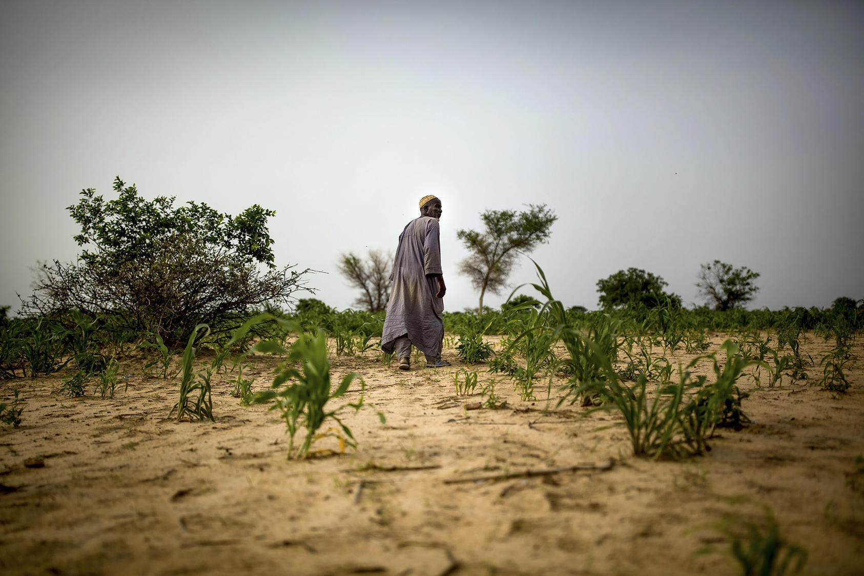 Adou Issa, a farmer, surveys his stunted crops in Toudoun Agoua, a village in Niger’s Zinder region, Aug. 13, 2016. Most of those fleeing sub-Saharan Africa do so due to climate change. (Josh Haner/The New York Times)
