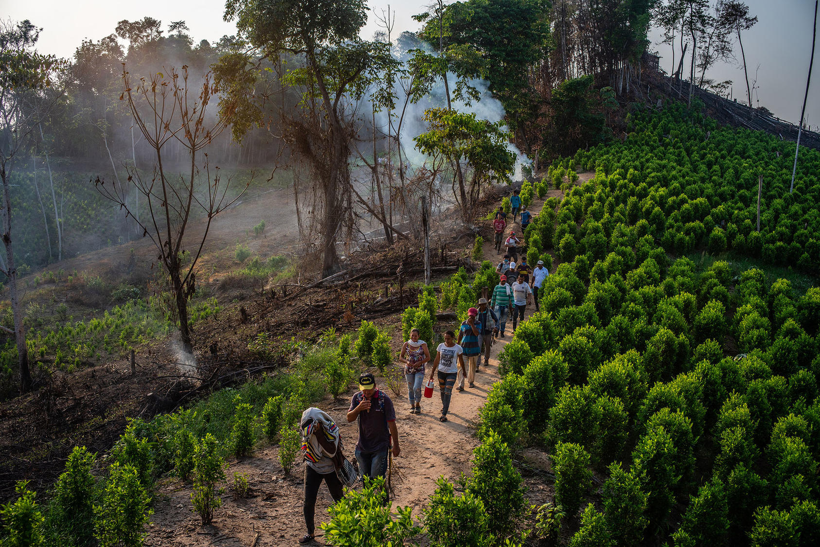 Colombians work a hillside coca plantation last year in Cucuta, in one of many regions controlled by armed insurgent or criminal groups five years after the government’s peace accord with the FARC rebel force. (Federico Rios/The New York Times)