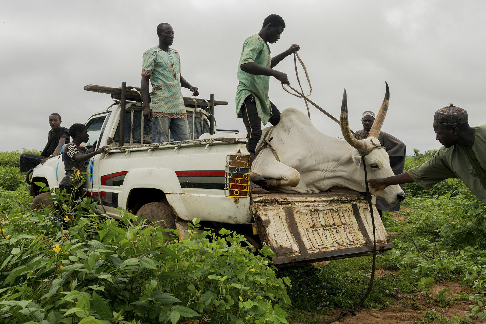 Nigerians load a cow to be sold at a market in 2018. Farming and herding communities have fought escalating battles for land and water — one of the many conflicts roiling Nigeria in recent years. (Adriane Ohanesian/The New York Times)