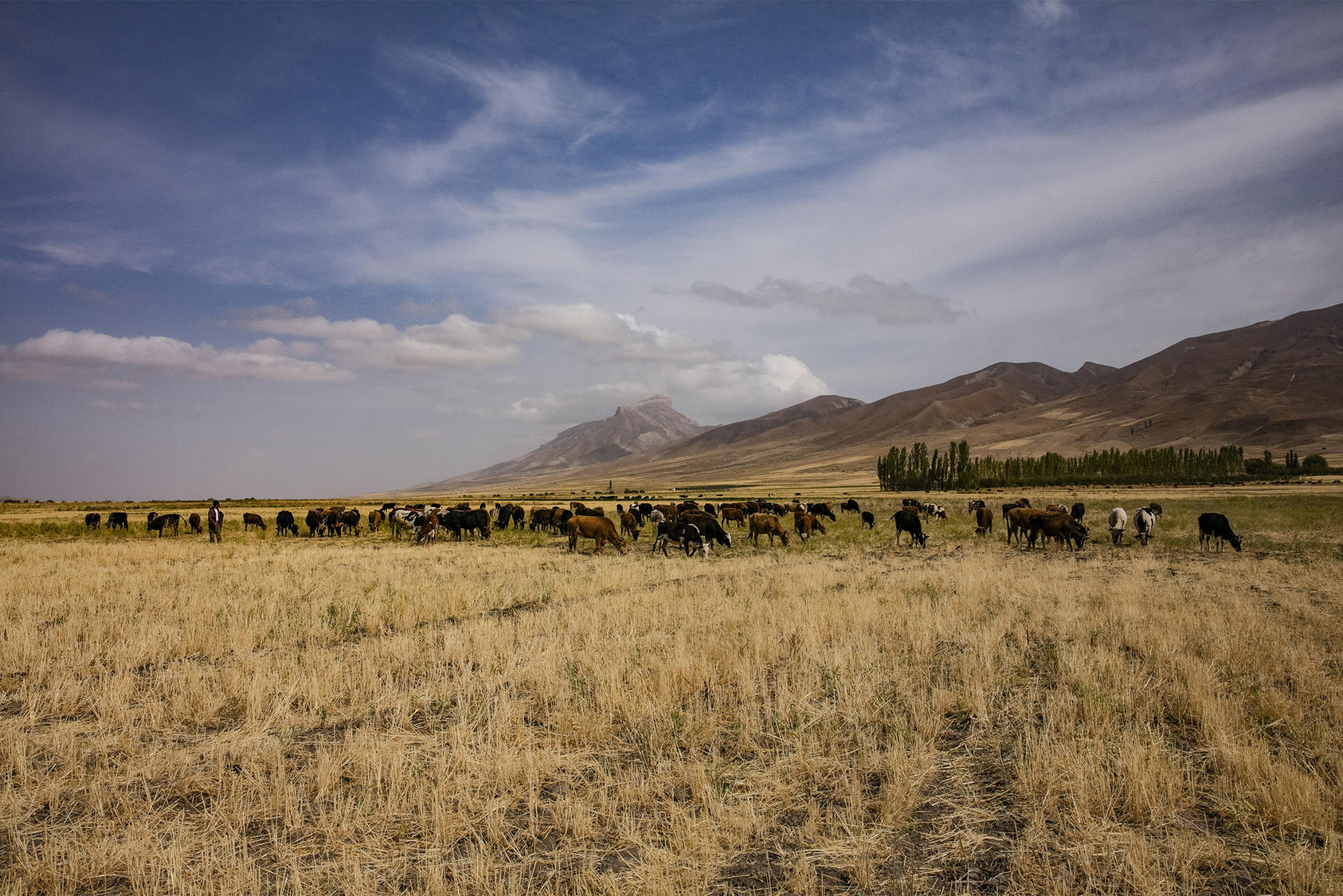 Cattle along the highway between Kalai-Khumb and Dushanbe in Tajikistan, Oct. 3, 2019. (Tony Cenicola/The New York Times)