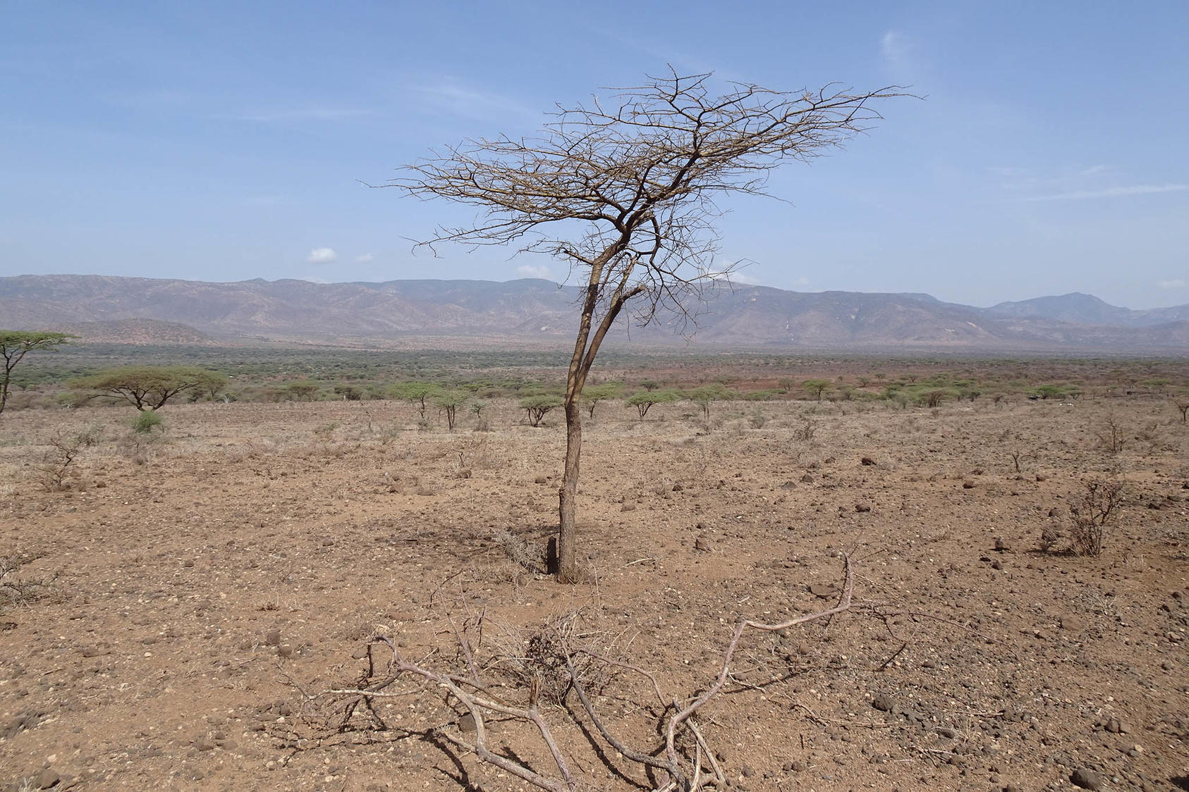 Laikipia is among Kenya’s northern counties where increasing droughts have dried grazing lands, pushing communities into conflict over pasturage and water. A Laikipia-based group, IMPACT, has been leading efforts to halt bloodshed and build peace.