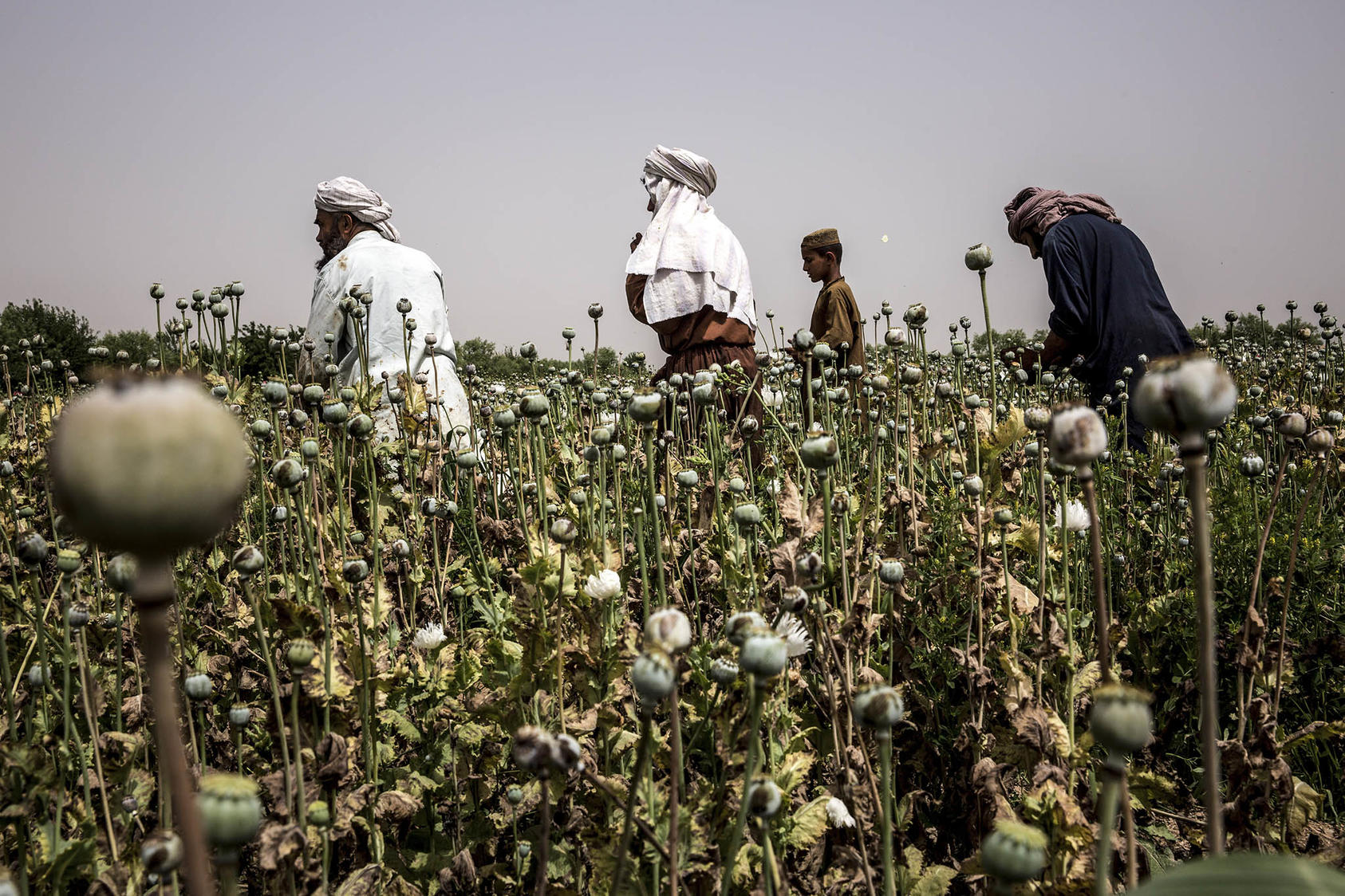 Afghan farmers harvest poppies in Helmand Province in Afghanistan, April 16, 2015. The Taliban banned cultivating opium poppy in April 2022, which  will have far-reaching negative consequences for Afghans. (Bryan Denton/The New York Times)