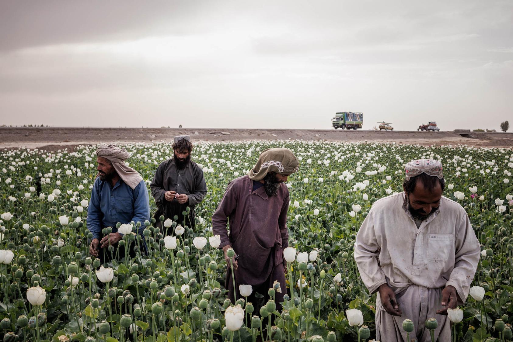 その他 When Bamboo Bloom: An Anthropologist in Taliban&#39;s Afghanistan Amazon.com: When Bamboo Bloom: An Anthropologist in