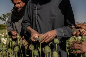 その他 When Bamboo Bloom: An Anthropologist in Taliban&#39;s Afghanistan When Bamboo Bloom: An Anthropologist in Taliban's Afghanistan