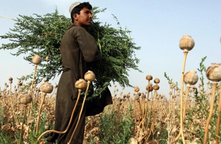 Top Afghan Officials Appeal for Sustained Help Against Opium