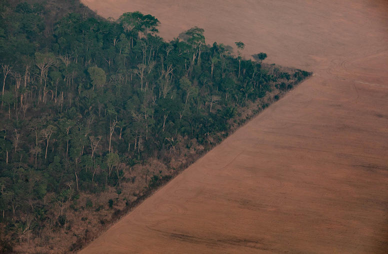 To Protect the Amazon, Target Transnational Criminal Networks