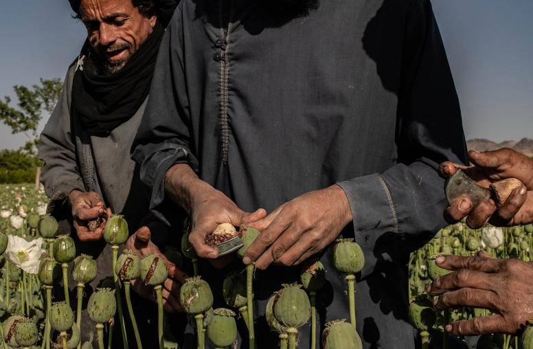 Understanding the Implications of the Taliban’s Opium Ban in Afghanistan